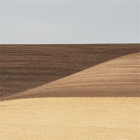 farming in prairies - Wheat Fields In Washington. A Ripe Crop And Undulating Landscape. Stock Photo - Premium Royalty-Free, Code: 6118-07122123
