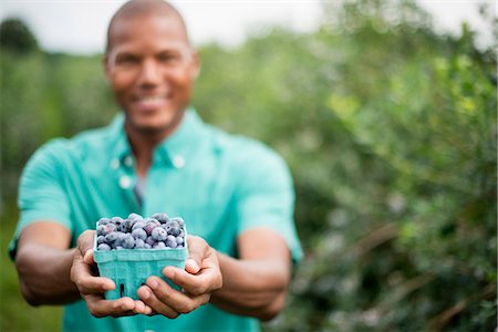 simsearch:6118-07203028,k - Organic fruit orchard. A man picking blueberries, Cyanococcus, fruit. Photographie de stock - Premium Libres de Droits, Code: 6118-07203047