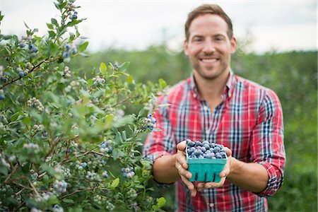 fruit farm - Organic fruit orchard. A man picking blueberries, Cyanococcus, fruit. Stock Photo - Premium Royalty-Free, Code: 6118-07203049