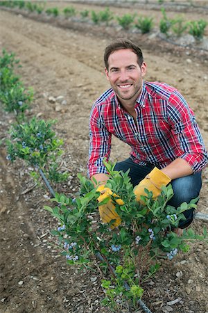 Organic fruit orchard. A man examining a row of blueberry shrubs. Photographie de stock - Premium Libres de Droits, Code: 6118-07203053