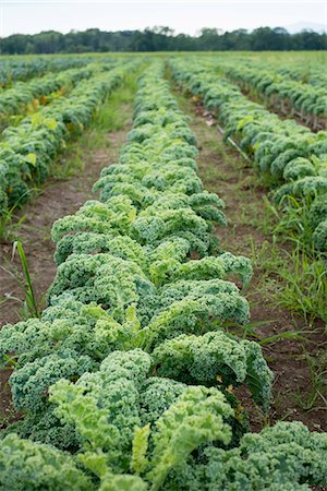 simsearch:878-07442705,k - Rows of curly green vegetable plants growing on an organic farm. Foto de stock - Sin royalties Premium, Código: 6118-07203056