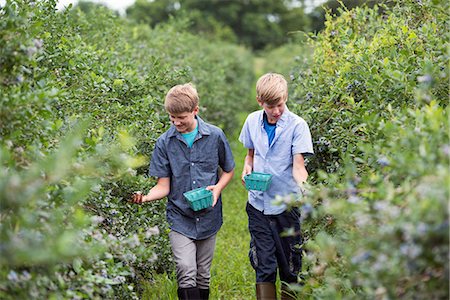 frutas biológicas - An organic fruit farm. Two boys picking the berry fruits from the bushes. Foto de stock - Sin royalties Premium, Código: 6118-07203082