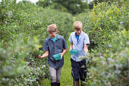 An organic fruit farm. Two boys picking the berry fruits from the bushes. Stock Photo - Premium Royalty-Free, Code: 6118-07203082