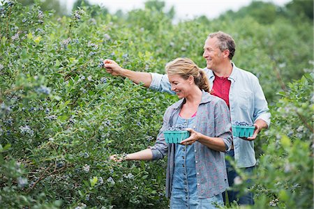 photos of cotton plants - An organic fruit farm. A mature couple picking the berry fruits from the bushes. Stock Photo - Premium Royalty-Free, Code: 6118-07203085