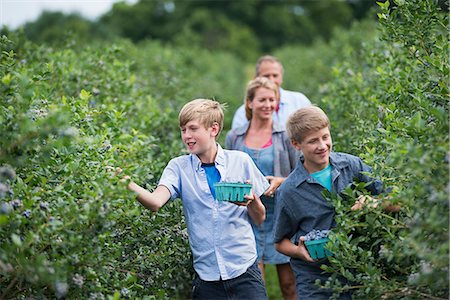 An organic fruit farm. A family picking the berry fruits from the bushes. Photographie de stock - Premium Libres de Droits, Code: 6118-07203093