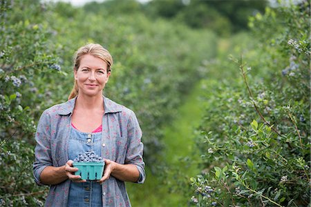 simsearch:6118-07235278,k - An organic fruit farm. A woman picking the berry fruits from the bushes. Foto de stock - Royalty Free Premium, Número: 6118-07203090