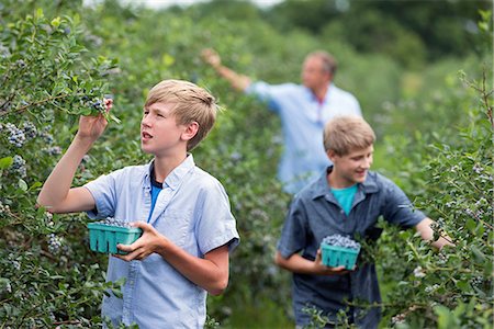 An organic fruit farm. A family picking the berry fruits from the bushes. Stock Photo - Premium Royalty-Free, Code: 6118-07203091