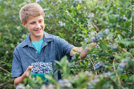 frutas biológicas - An organic fruit farm. A family picking the berry fruits from the bushes. Foto de stock - Sin royalties Premium, Código: 6118-07203095