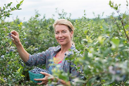 An organic fruit farm. A woman picking the berry fruits from the bushes. Foto de stock - Sin royalties Premium, Código: 6118-07203099