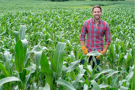 simsearch:6118-07203057,k - A man standing in a field of corn, on an organic farm. Stock Photo - Premium Royalty-Free, Code: 6118-07203024