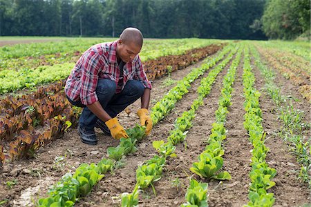 farm dirt - A man in a field of small salad plants growing in furrows. Stock Photo - Premium Royalty-Free, Code: 6118-07203030