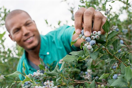 Organic fruit orchard. A man picking blueberries, Cyanococcus, fruit. Stock Photo - Premium Royalty-Free, Code: 6118-07203037