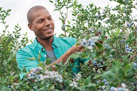 simsearch:6118-07203028,k - Organic fruit orchard. A man picking blueberries, Cyanococcus, fruit. Photographie de stock - Premium Libres de Droits, Code: 6118-07203036