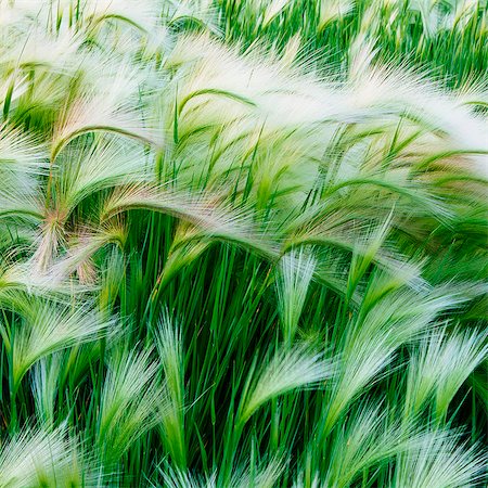 simsearch:878-07442501,k - Green grasses blowing in the wind, in Glacier national park. Foto de stock - Sin royalties Premium, Código: 6118-07203147