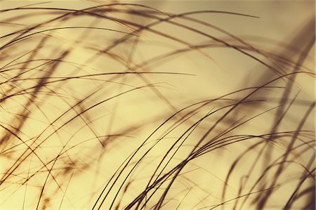 Sea grasses on Long Beach Peninsula, on the coast of Washington state. Photographie de stock - Premium Libres de Droits, Code: 6118-07203164