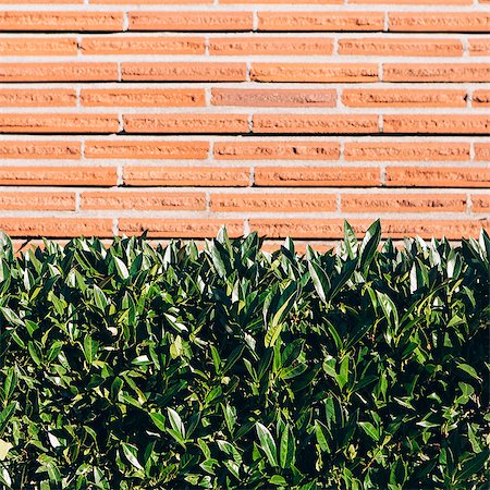 seto vivo - A laurel hedge with glossy green leaves in front of a brick wall. Seattle city. Foto de stock - Sin royalties Premium, Código: 6118-07203179