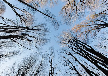 simsearch:6118-07203208,k - A view from the ground up of trees in winter without leaves. Stock Photo - Premium Royalty-Free, Code: 6118-07203181