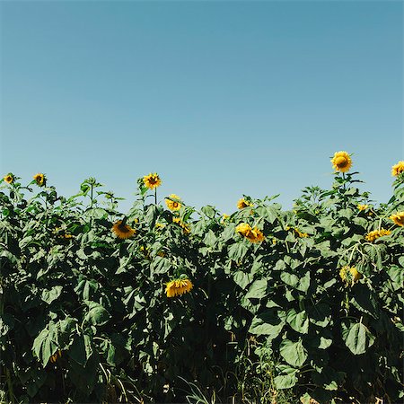 A field of tall sunflowers growing near Quincy in Washington state. Stock Photo - Premium Royalty-Free, Code: 6118-07203189