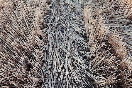 simsearch:6118-07351309,k - A wheatfield, stubble after the harvesting has been finished. Photographie de stock - Premium Libres de Droits, Code: 6118-07203190