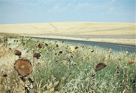 fleur séchée - Dried sunflowers on the roadside, in a rolling landscape of farmland near Palouse in Washington state. Photographie de stock - Premium Libres de Droits, Code: 6118-07203196