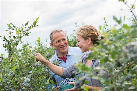 An organic fruit farm. A mature couple picking the berry fruits from the bushes. Foto de stock - Sin royalties Premium, Código: 6118-07203100