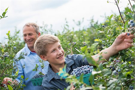 frutas biológicas - An organic fruit farm. A family picking the berry fruits from the bushes. Foto de stock - Sin royalties Premium, Código: 6118-07203101