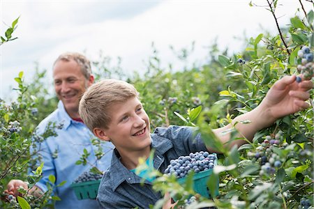 An organic fruit farm. A family picking the berry fruits from the bushes. Stock Photo - Premium Royalty-Free, Code: 6118-07203101