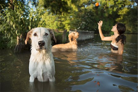 simsearch:878-07442442,k - A woman swimming with her two dogs in a lake. Throwing the ball in play. Foto de stock - Sin royalties Premium, Código: 6118-07203137