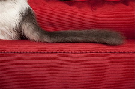 simsearch:649-07065244,k - A kitten on a red sofa, view of its long fluffy black tail. Photographie de stock - Premium Libres de Droits, Code: 6118-07203297