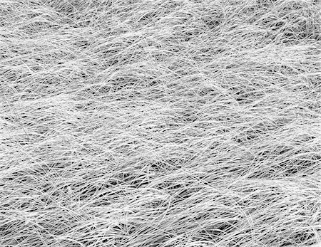 simsearch:6118-07351309,k - Dense sea grasses on the shore at Long Beach Peninsula, near Oysterville, Washington. Photographie de stock - Premium Libres de Droits, Code: 6118-07203209