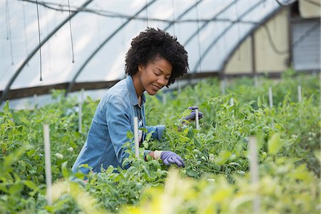 simsearch:6118-07202987,k - A woman working in the glasshouse, tending plants on a greenhouse bench. Stock Photo - Premium Royalty-Free, Code: 6118-07203352