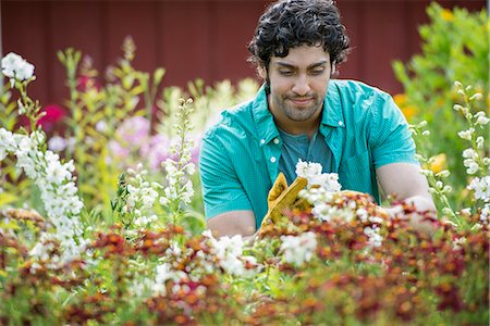 simsearch:685-03082036,k - A young man working in a plant nursery, surrounded by flowering plants. Foto de stock - Sin royalties Premium, Código: 6118-07203387