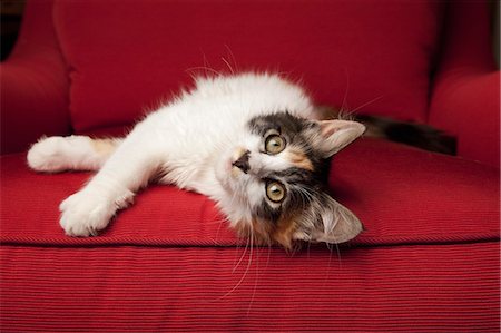 fluffy hair - A kitten on a red sofa, lying on its side. Stock Photo - Premium Royalty-Free, Code: 6118-07203300