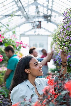 A commercial greenhouse in a plant nursery growing organic flowers. A group of people working. Stock Photo - Premium Royalty-Free, Code: 6118-07203528