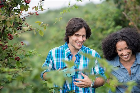 simsearch:6118-07203656,k - Picking blackberry fruits on an organic farm. A couple among the fruit bushes. Fotografie stock - Premium Royalty-Free, Codice: 6118-07203670