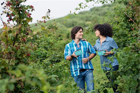 shrubs - Picking blackberry fruits on an organic farm. A couple among the fruit bushes. Stock Photo - Premium Royalty-Free, Code: 6118-07203671