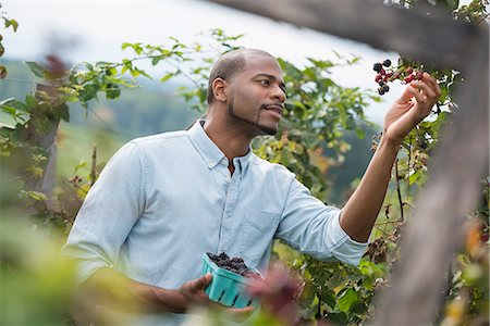 simsearch:6118-07203696,k - A man reaching up to pick berries from a blackberry bush on an organic fruit farm. Photographie de stock - Premium Libres de Droits, Code: 6118-07203683