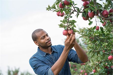 An organic apple tree orchard. A man picking the ripe red apples. Stock Photo - Premium Royalty-Free, Code: 6118-07203689