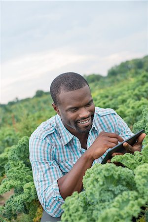 An organic vegetable farm. A man working among the crisp curly kale crop, using a digital tablet. Stock Photo - Premium Royalty-Free, Code: 6118-07203699