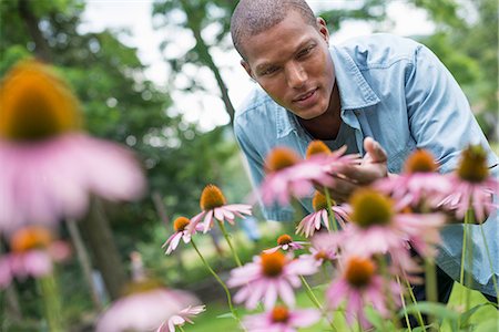 flor conífera - A man in a garden bending to cut Echinacea plants. Foto de stock - Royalty Free Premium, Número: 6118-07203772