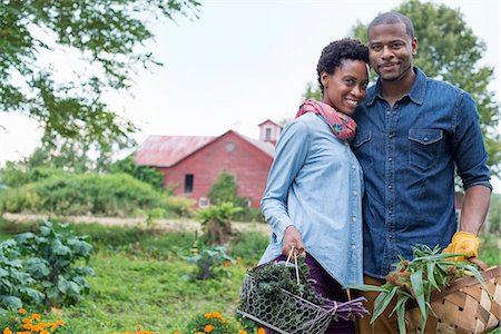 farms - An organic vegetable garden on a farm. A couple carrying baskets of freshly harvested corn on the cob and green leaf vegetables. Stock Photo - Premium Royalty-Free, Code: 6118-07203707