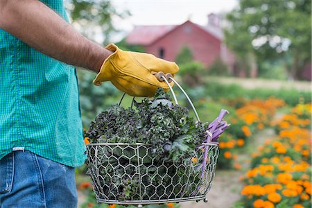 An organic vegetable garden on a farm. A man carrying a basket of freshly harvested green leaf crop. Photographie de stock - Premium Libres de Droits, Code: 6118-07203705