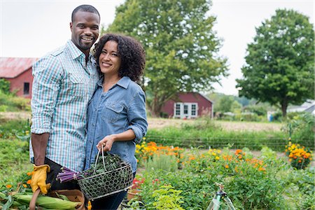 An organic vegetable garden on a farm. A couple carrying baskets of freshly harvested corn on the cob and green leaf vegetables. Photographie de stock - Premium Libres de Droits, Code: 6118-07203711