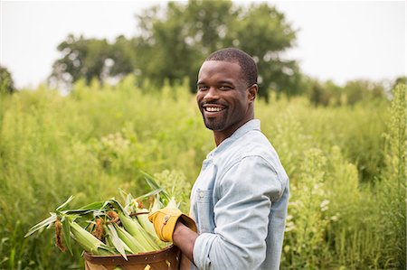 full - Working on an organic farm. A man carrying a basket full with corn on the cob, produce freshly picked. Stock Photo - Premium Royalty-Free, Code: 6118-07203893