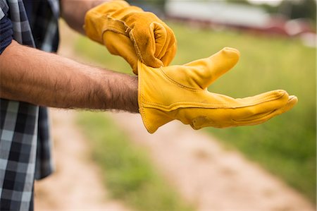edificio agrícola - Working on an organic farm. A man putting thick yellow leather work gloves on. Foto de stock - Sin royalties Premium, Código: 6118-07203894