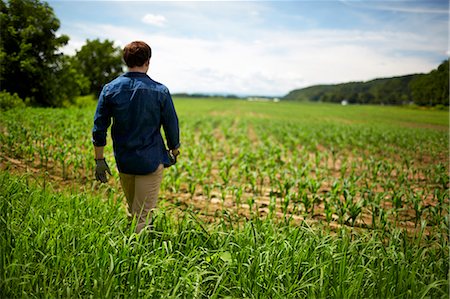 photo of a maize farm in usa - A farmer working in his fields in New York State, USA. Stock Photo - Premium Royalty-Free, Code: 6118-07203903