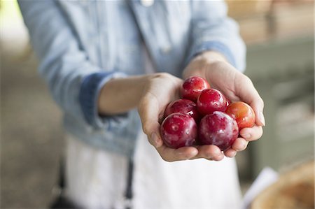 An organic fruit and vegetable farm. A woman holding a handful of fresh plums. Stock Photo - Premium Royalty-Free, Code: 6118-07235162