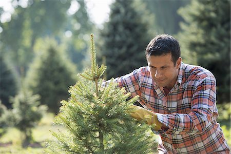 A man pruning an organically grown Christmas tree. Fotografie stock - Premium Royalty-Free, Codice: 6118-07235136