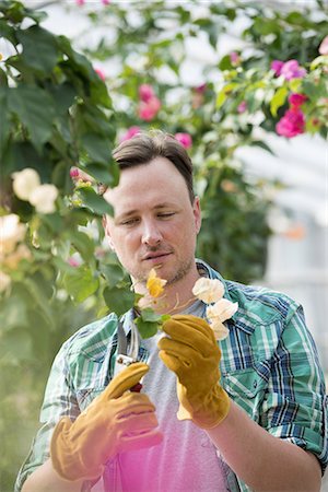 simsearch:6118-07203326,k - A man working in an organic nursery greenhouse. Photographie de stock - Premium Libres de Droits, Code: 6118-07235203