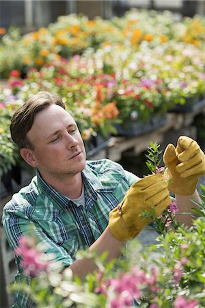 simsearch:6118-07203326,k - A man working in an organic nursery greenhouse. Photographie de stock - Premium Libres de Droits, Code: 6118-07235213